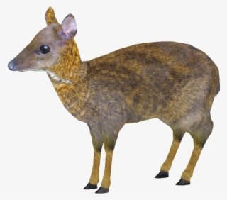 Lessermousedeer Longi - Lesser Mouse Deer Png - Transparent PNG Free Download