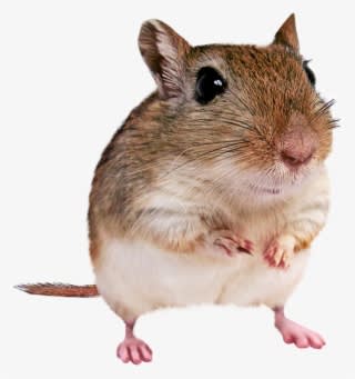 Gerbil Photosymbols - Mouse - Transparent PNG Free Download