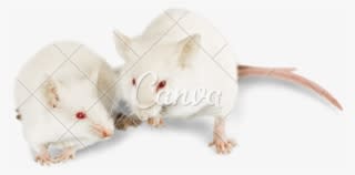 Photos By Canva - Mouse - Transparent PNG Free Download