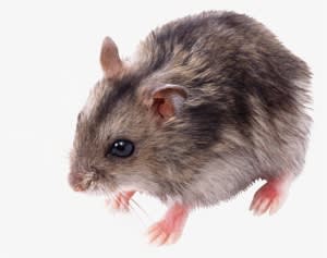 Mouse Animal Png - Мышь Png - Transparent PNG Free Download