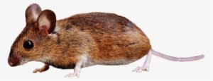 Brown Mouse Standing Png Image - Brown Colored Field Mouse On Ground In Forest Apple - Transparent PNG Free Download