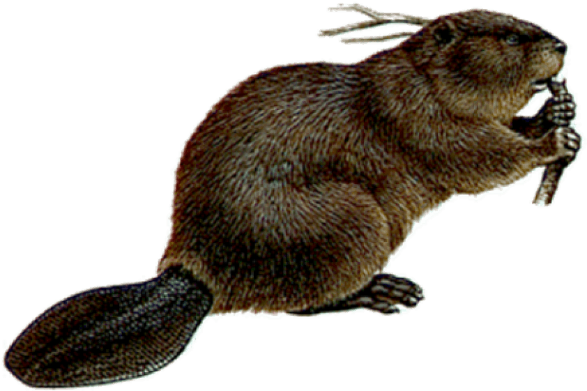 Free Png Mouse Png Images Transparent - Beaver Png - Transparent PNG Free Download