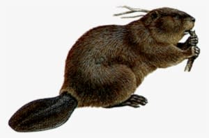 Free Png Mouse Png Images Transparent - Beaver Png - Transparent PNG Free Download