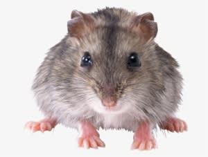 Mouse Animal Png - Rat Png Transparent - Transparent PNG Free Download