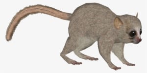 Berthe's Mouse Lemur Y - Zt2 Download Library Lemur - Transparent PNG Free Download