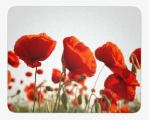 Poppy Flower Mouse Pad - Eurographics Dgs Au2106 Poppy Blossoms Tempered Kitchen - Transparent PNG Free Download