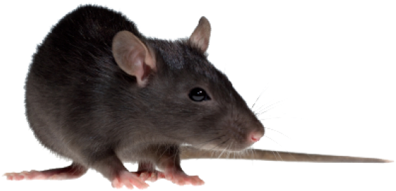 Rat Mouse Png Free Download - House Rat Png - Transparent PNG Free Download