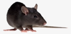 Rat Mouse Png Free Download - House Rat Png - Transparent PNG Free Download