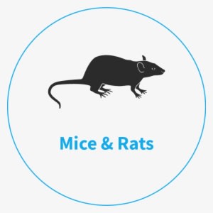 Rodent Pest Control King's Lynn - Rat - Transparent PNG Free Download