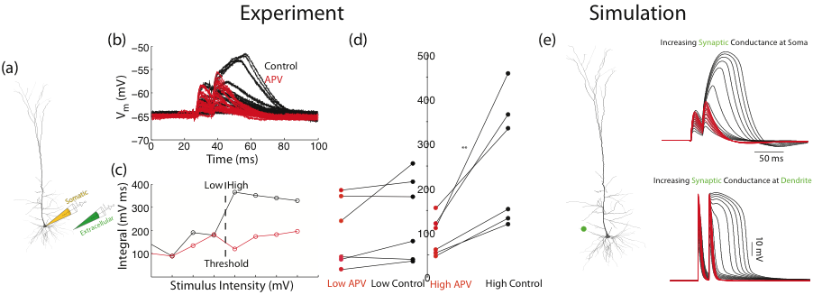 Image (layer 5 Pyramidal Neurons In Mouse V1 - Pyramidal Neuron Cortical Depth - Transparent PNG Free Download