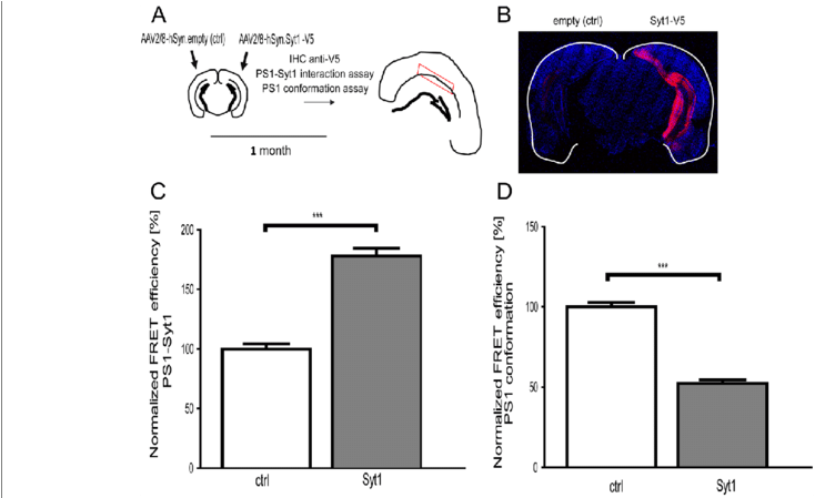 Syt1 Overexpression In Vivo Increases Ps1-syt1 Interactions - Common Fig - Transparent PNG Free Download