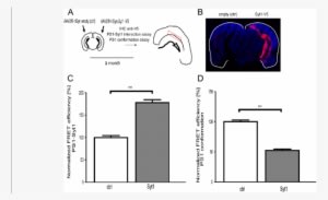 Syt1 Overexpression In Vivo Increases Ps1-syt1 Interactions - Common Fig - Transparent PNG Free Download