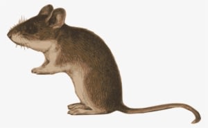 All Photo Png Clipart - Clip Art - Transparent PNG Free Download