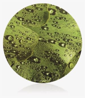 Ginkgo Mouse Pad - Circle - Transparent PNG Free Download