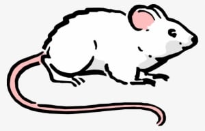 Vector Illustration Of Cartoon Rodent White Mouse - Ratos Desenho Png - Transparent PNG Free Download