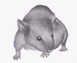 Drawn Mouse Real Life Pictures To Pin On Pinterest - Drawing - Transparent PNG Free Download