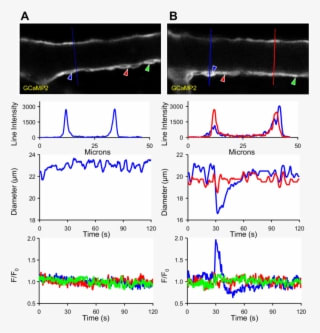 [ca 2 ] Signaling In Gcamp2sm Mouse Arterioles - Diagram - Transparent PNG Free Download