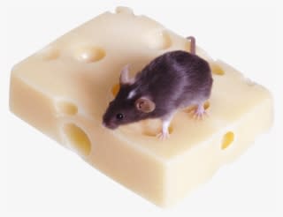 Mouse, Rat Png Image, Download Png Image With Transparent - Fındık Faresi - Transparent PNG Free Download