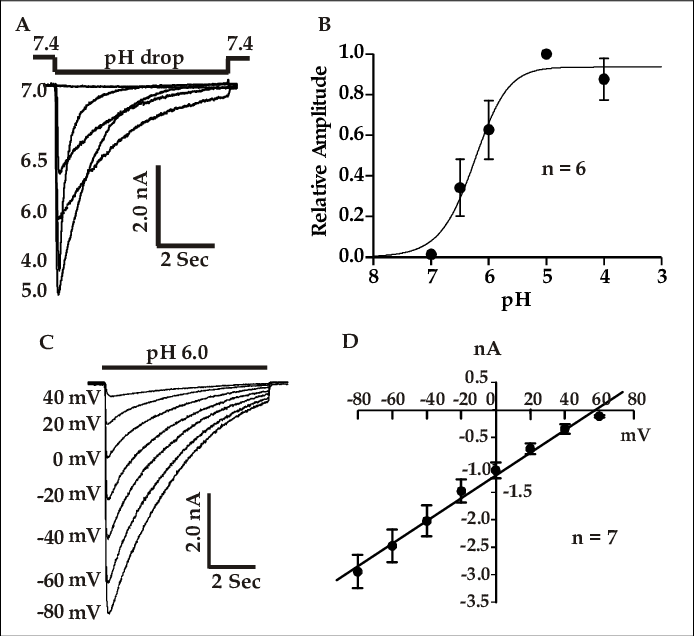 Electrophysiological Properties Of Asics In Cultured - Diagram - Transparent PNG Free Download
