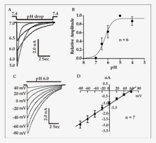 Electrophysiological Properties Of Asics In Cultured - Diagram - Transparent PNG Free Download