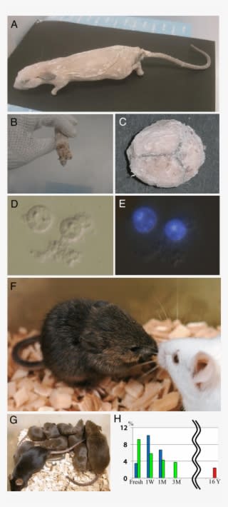 Mouse Frozen For 16 Years And Its Clone - Kissing Mice - Transparent PNG Free Download