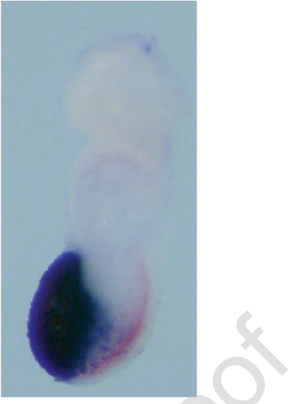 Expression Patterns Of Brachyury And Cerberus-like - Onyx - Transparent PNG Free Download