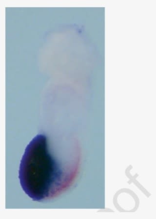 Expression Patterns Of Brachyury And Cerberus-like - Onyx - Transparent PNG Free Download