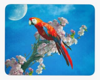 Mouse Pad Red Parrot - Macaw - Transparent PNG Free Download