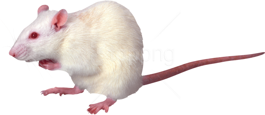 Free Png Mouse Png Png Images Transparent - Photoacoustic Imaging - Transparent PNG Free Download