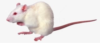 Free Png Mouse Png Png Images Transparent - Photoacoustic Imaging - Transparent PNG Free Download