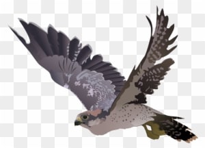 Falcon On A Tree Branch - Falcon Transparent Png - Transparent PNG Free Download
