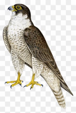 Cooper's Hawk Clipart Transparent - Falcon Png - Transparent PNG Free Download