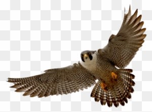 Falcon Clip Art Tumundografico 4 Wikiclipart - Peregrine Falcon Png - Transparent PNG Free Download
