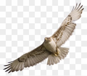 Best Hawk Clipart - Falcon Png - Transparent PNG Free Download