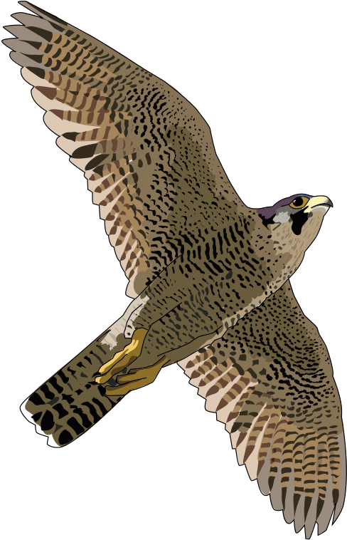 Falcon Clip Art Free Free Clipart Image Image - Peregrine Falcon Clipart - Transparent PNG Free Download
