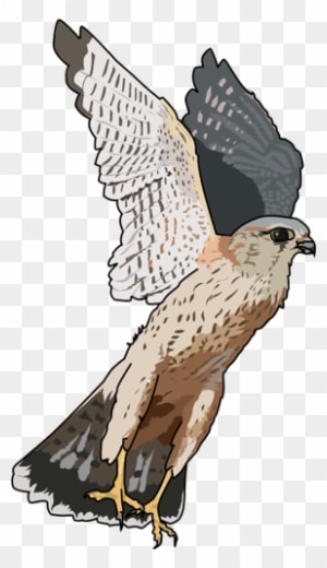 Bird Of Prey Clipart Bird Shadow Pencil And In Color - Free Use Falcon - Transparent PNG Free Download