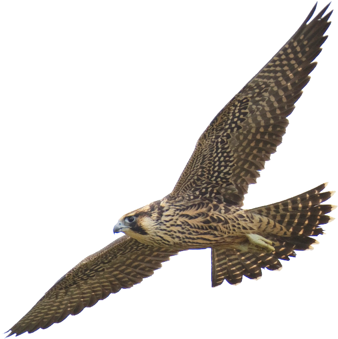Free Clipart - 1001freedownloads - Com - Peregrine Falcon No Background - Transparent PNG Free Download