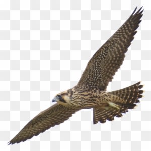 Free Clipart - 1001freedownloads - Com - Peregrine Falcon No Background - Transparent PNG Free Download