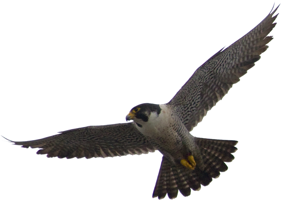Download Png Image Report - Peregrine Falcon Png - Transparent PNG Free Download