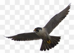 Download Png Image Report - Peregrine Falcon Png - Transparent PNG Free Download
