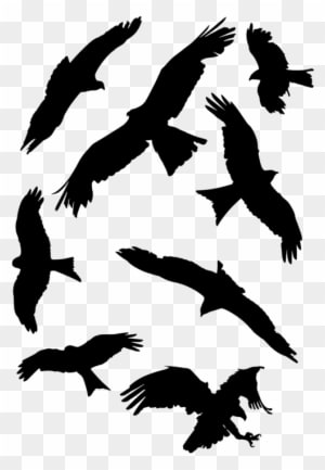 All Photo Png Clipart - Falcon - Transparent PNG Free Download