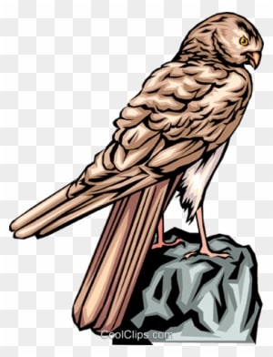 Falcon Royalty Free Vector Clip Art Illustration - Falcon Vector - Transparent PNG Free Download