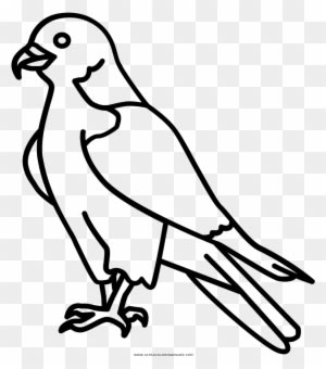 Coloring Book Beak Transprent Png - Peregrine Falcon Line - Transparent PNG Free Download