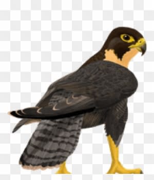 Picture Library Falcon Clipart Free - Peregrine Falcon Clipart Transparent - Transparent PNG Free Download