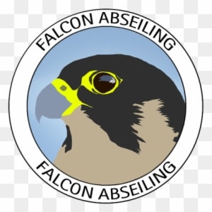 Falcon Abseiling - Red-tailed Hawk - Transparent PNG Free Download