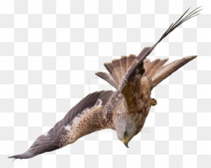 Flight Of A Bird Of Prey Falcon - Bird Of Prey Png - Transparent PNG Free Download