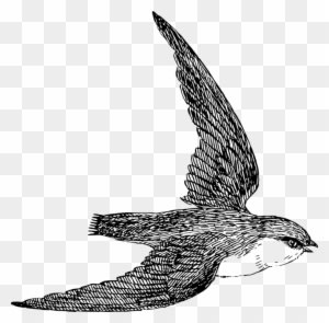 Peregrine Falcon Clipart Svg - Draw A Swift Bird - Transparent PNG Free Download