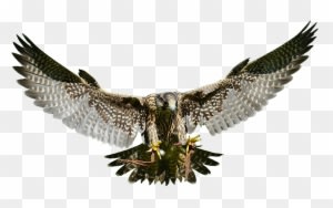 Swooping Falcon - Wild Animal Transparent Png - Transparent PNG Free Download