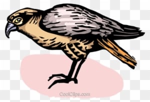 Falcons Royalty Free Vector Clip Art Illustration - Red Shouldered Hawk - Transparent PNG Free Download