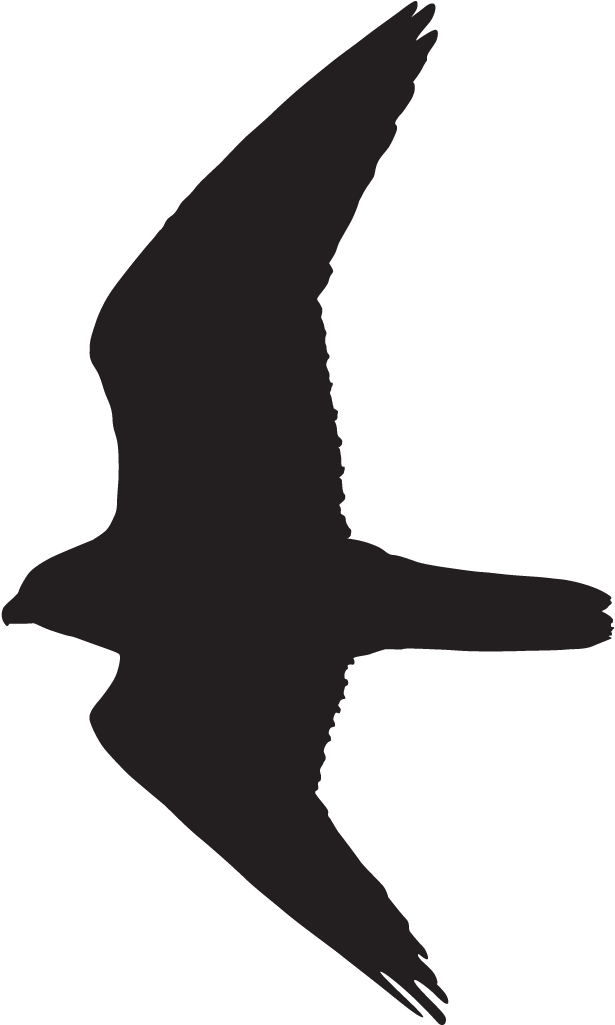 Prairie Falcon Atlanta Falcons Clipart - Prairie Falcon Atlanta Falcons Clipart - Transparent PNG Free Download